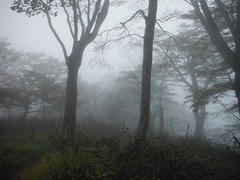 DSCF3823