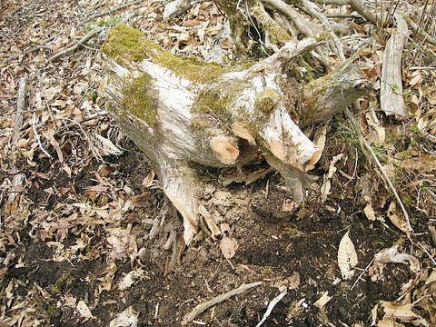 Photo0017