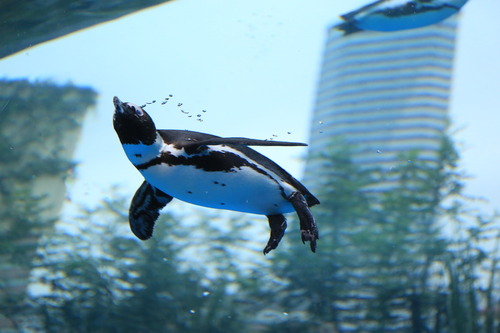 6241725280_IMG_8727