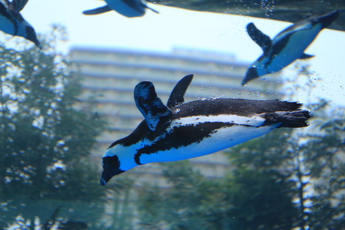 6241725280_IMG_8716