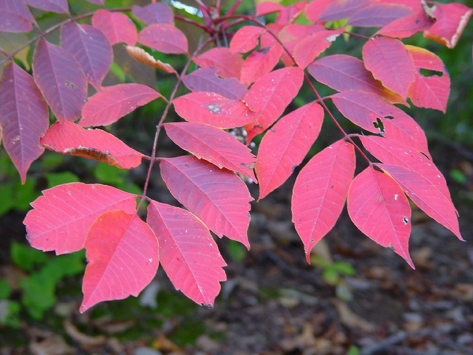 紅葉 する 木 の 種類