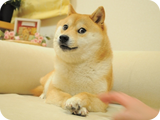 800px-PlainDoge