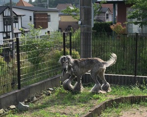 IMG_2464