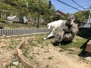 IMG_0387