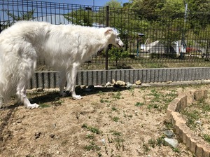IMG_0381