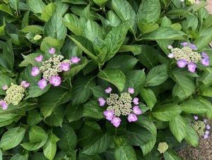 IMG_1970