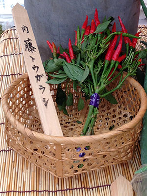 内藤唐辛子(結実s