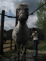 maemori1