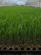 sibetu3