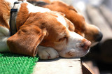 犬
