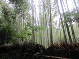 京都嵯峨野に吹く風は〜。