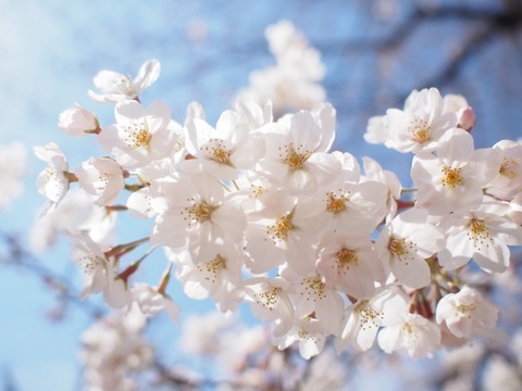 dd330bc0660472b11f3879336d2c2f1f_s