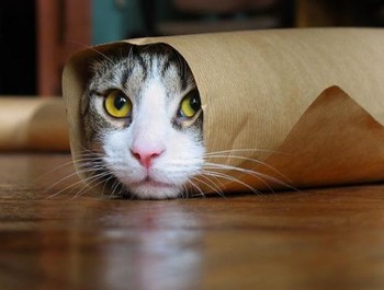 恵方巻き