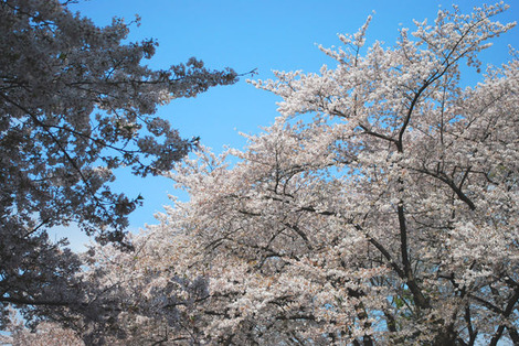 上野公園桜