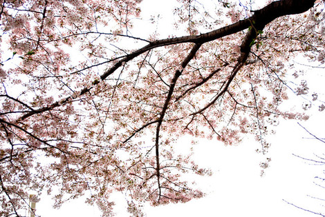 桜枝2011