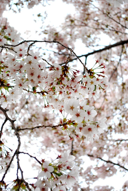 sakura