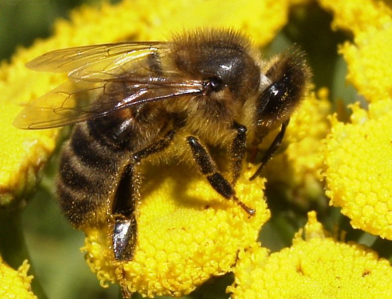 スズメバチによる死亡事故 | 怖いアナフィラキ 