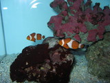 kumanomi