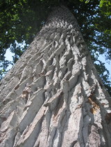 P8121847