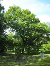 P5281283