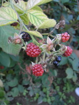 P9151371