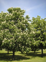 P5271157