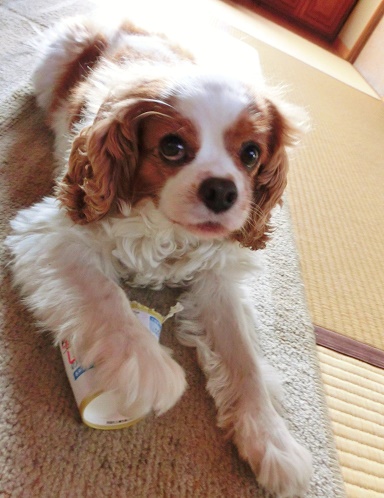 がぶがぶちゃん3