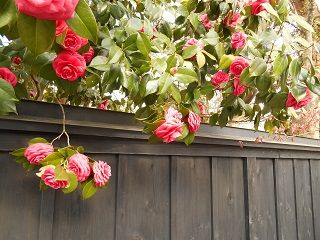 20170609DSCN2532