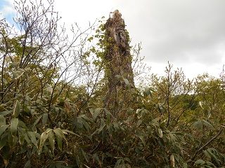 20170817DSCN2762