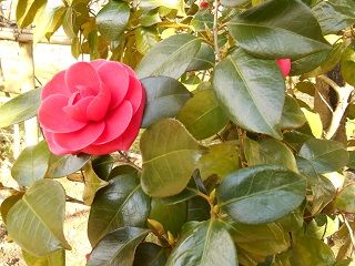 20170710DSCN2512