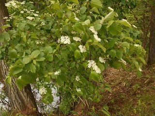 20180704DSCN3566
