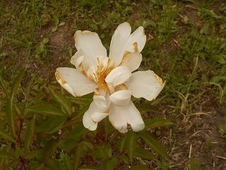 20180707DSCN3565