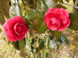 20170706DSCN2514