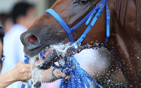 福島競馬場