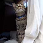 profile-00tora.JPG