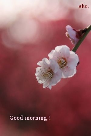 梅IMG_8040