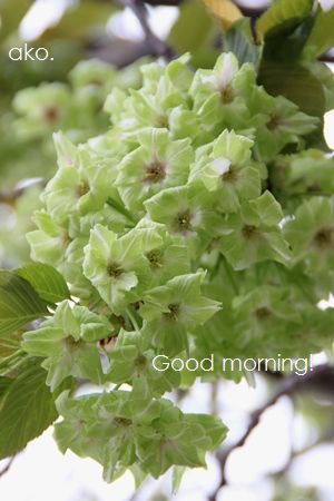 〇造幣局・御衣黄IMG_8244