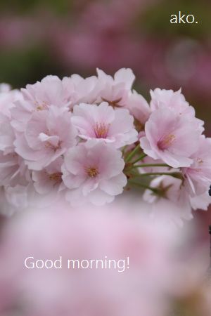 〇造幣局・祇王寺祇女桜IMG_8260