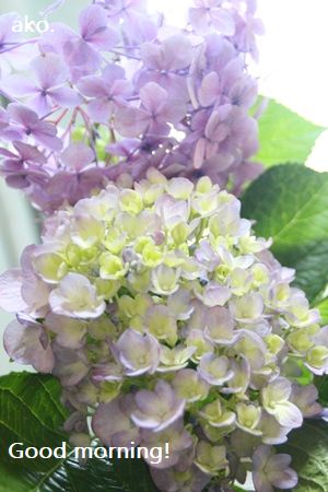 〇あじさいIMG_6598