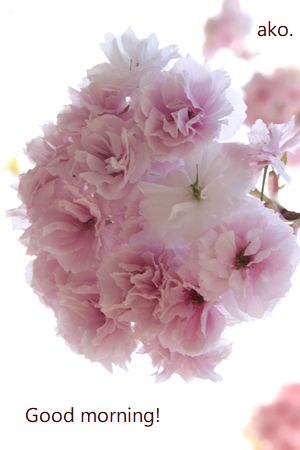 〇桜 造幣局 ’18 IMG_5145