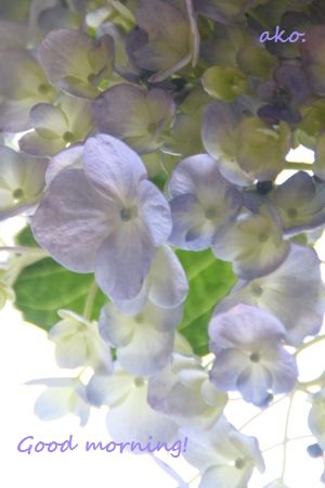 〇あじさいIMG_6595