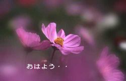 Nzkyetlx Nzkyetlx