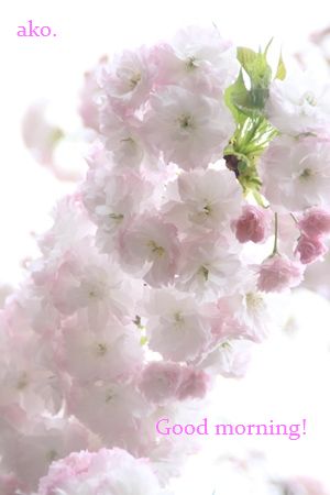 〇造幣局・松月IMG_8698 (10) -