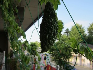 IMG_0080