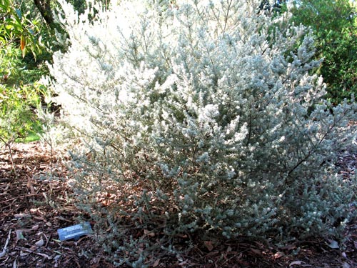 bossiaea