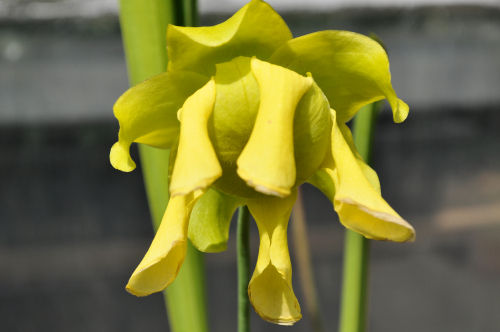 sarracenia flavaflower611ms