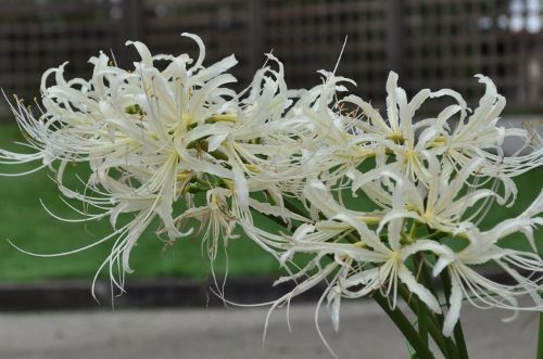 higannwhite927 (500x331)