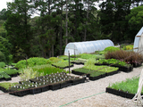 seedlingfarm
