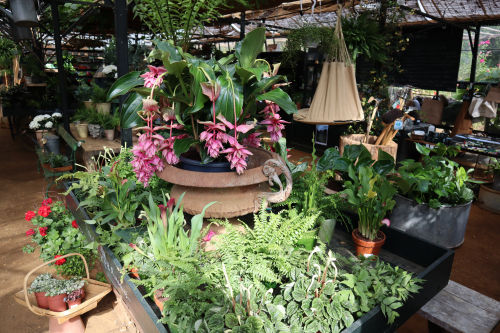 Medinilla magnificams