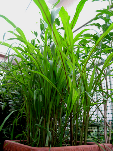 pennisetum731